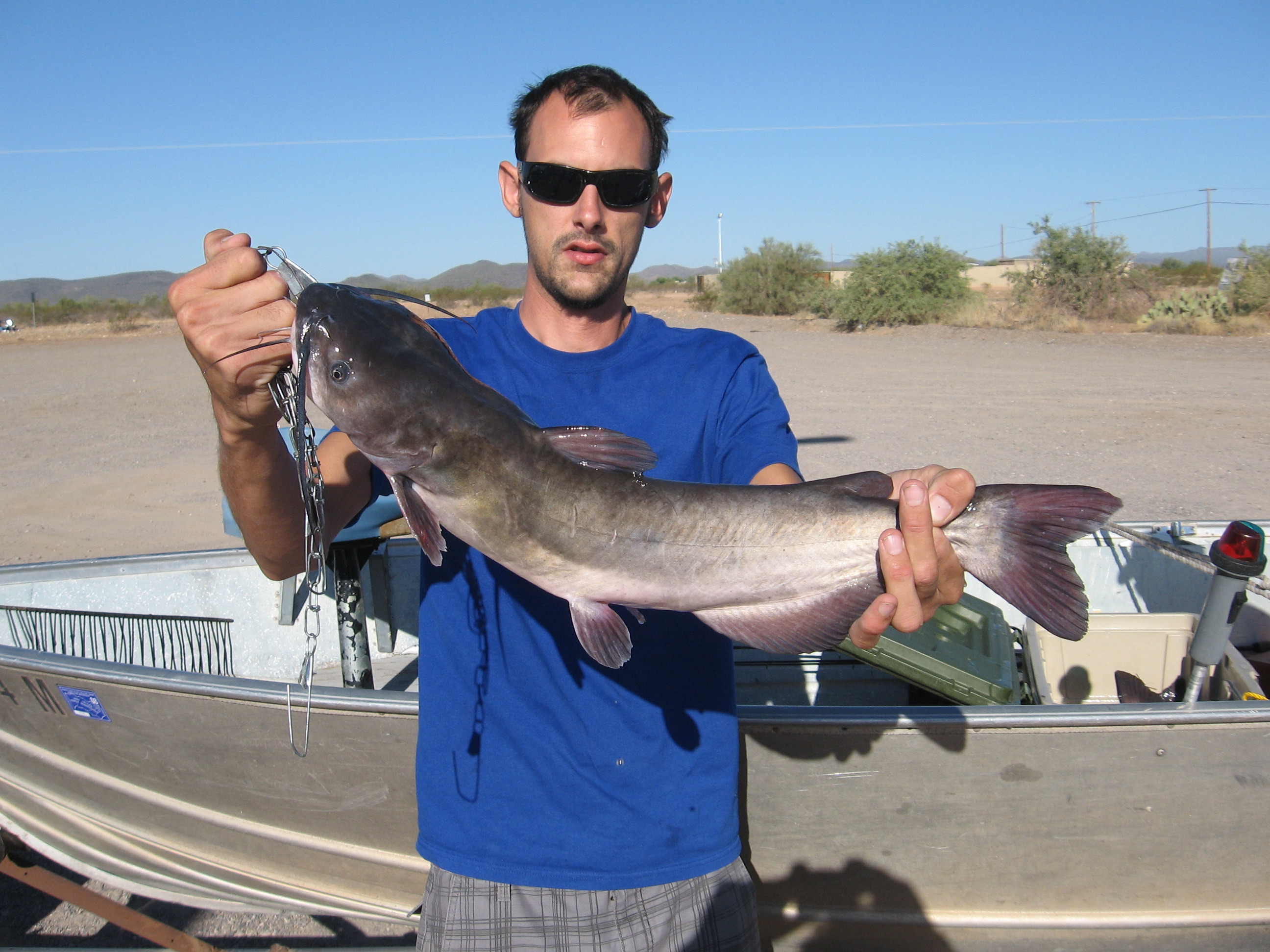Lake Pleasant Channel Cat HookedAZ Arizona Fishing Community