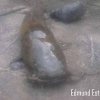 flathead.jpg